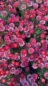 100pcs Purple Aster Seeds – New England Perennial - Etsy Canada