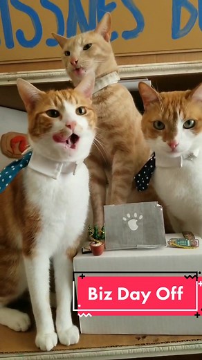 Hardest Working Cats in the BUISSNES - Funny Business Cat Compilation