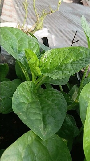 Poison free Pui Shak।কাঠের বক্সে পুইশাক