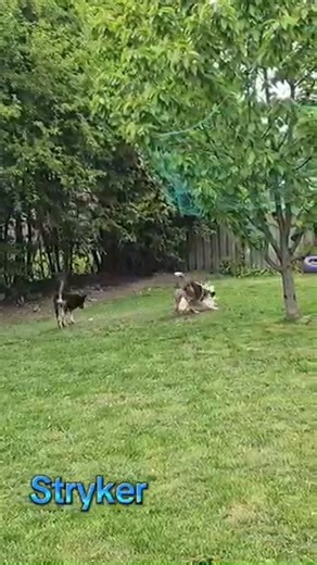 1K views · 22 reactions | Stryker loves having friends to play with....