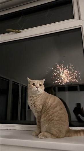 Cat Reacts To Fireworks