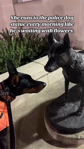 Find yourself someone who loves you like Luna loves our K9 statue. 💙🐾 She visits every morning. A level of devotion we all deserve. The statue is modeled after retired EPD K9 Robbie, and if those two ever met, it’d be less romance and more of a professional standoff. 😬 Either way, keep the love coming, Luna! (thanks to her mom for the video!) 💐 | Edmond Police Department