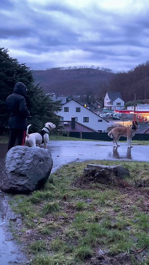 Dogo Argentino vs American Akita: Intense Battle of the Guardians