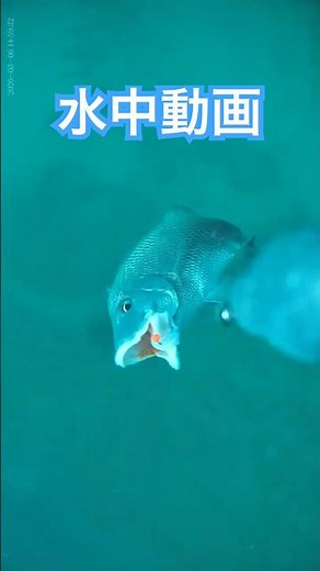 【衝撃】水中カメラが捉えたヒットの瞬間！フロリダの海が凄すぎた｜Intense Underwater Strike in Florida! #shorts