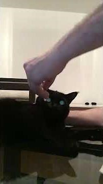 how to clean a cats nose nose cleaning cat Katzen Nase reinigen