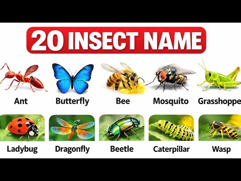 Insects Name in English | 20 Common Insects for Kids | Learn Insects #insects #creativknoledgewing