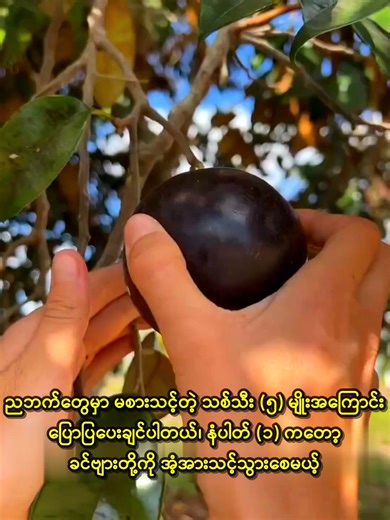 ညဖက်တွေမှာ မစားသင့်တဲ့ သစ်သီး ၅ မျိုး... #fyp #fypシ゚viral #knowledge #foryou #recipe