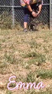 Emma 💓🐾 She is a boxer/pit mix and weighs 34lbs She's available for adoption through Ruffloverescue.com Thomasville NC #ruffloverescue #boxermixpitbull | Ruff Love Rescue