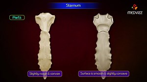 3.3K views · 18 reactions | Sternum -------------- The sternum...