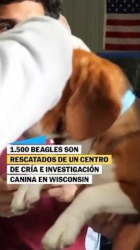 Liberan a más de 1.000 PERROS BEAGLE de un centro de experimentación #shorts