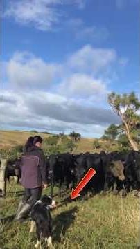 Silent Sentinels: Dogs Standing Their Ground Firm #shorts