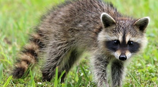 Waschbären im Garten: 5 Typische Spuren und was du tun kannst