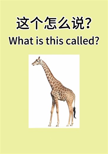 Four-Legged Wild Animals in Chinese