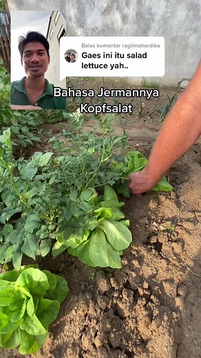 Cara Membuat Salad Bulek ala Ragil Mahardika | Bahasa Jerman Kopfsalat