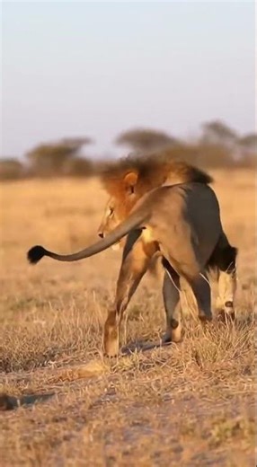 A Weasel Challenges a Lion and Is Sent Flying Through the Air