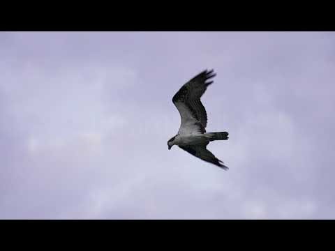 Stock Video - Osprey flying in slow motion while hunting