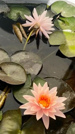 How to grow lotus from seeds, Beejon se kamal kaise ugaen #lotus #garden #naturelovers #flowers
