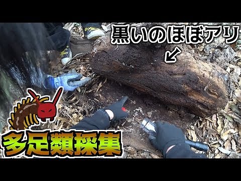 【ムカデ・ゲジゲジ】多足類採集 2018年2月下旬