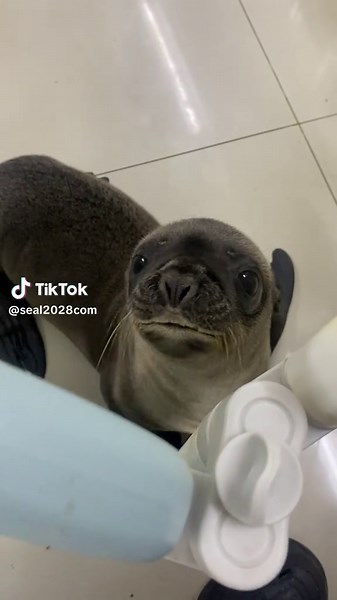 Sea Lion Facts and Behavior: What to Know About Sea Lions