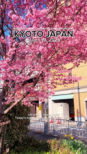 Kyoto Weather Update: Snow Forecast Tonight