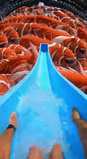 Waterslide into pool full of giant fish #funny #memes