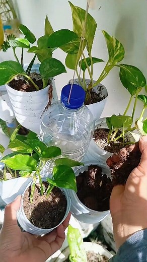 369K views · 4.9K reactions | pothos hanging care | Sofia Tanhis | Facebook