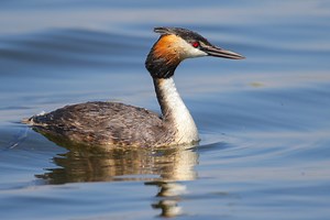 What are Grebes