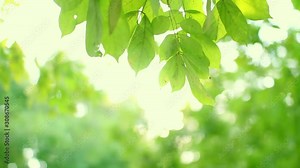 background with green leaves ,green leaves of a tree