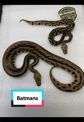 Who likes Batman’s Beautiful Ball Pythons #snakesoftiktok #reptilesoftiktok #pets #beauty #motivation