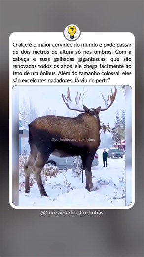Moose are much bigger than they look #facts