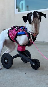 Marley’s Mutts: Saving Lives, One Rescue at a Time At Marley’s Mutts, we believe in second chances—not just for the incredible dogs we rescue but for the people whose lives they touch. Our mission goes beyond saving animals; we build bridges of hope, healing, and transformation. 🐾 Rescue & Rehabilitation – From the streets to shelters, we take in dogs who have been abandoned, abused, or overlooked. Many come with medical issues, trauma, or special needs, but we never give up on them. Through ex