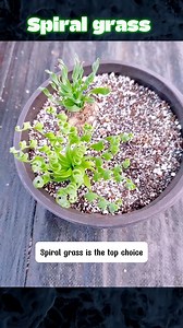 Albuca concordiana | Terra Nursery