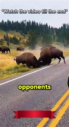 ​This Giant Beast Can Run 60 KM/H! 🦬 #shorts