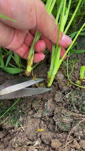 The Ultimate Way to Harvest Fresh Homegrown Fennel! 🌿✂️ #shorts