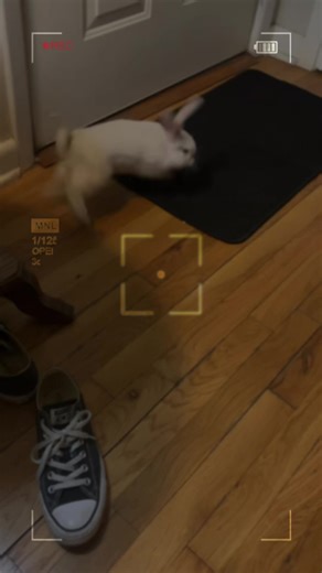 Bunny flop and Binkie 💙#bunnys #rabbitsoftiktok #rabbit #bunnyflop #fyp @Brian Harris