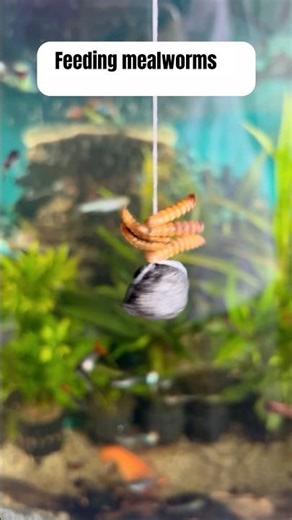 Mealworms for my Crayfish #crayfish #fishkeepinghobby #crayfishfeeding