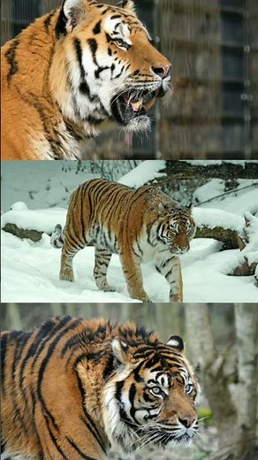 tiger size comparison | tiger weight #bengaltiger #siberiantiger #amurtiger #bigcats