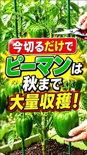 [Bell Pepper Cultivation] Essential Summer Tips! Pruning and Fertilizing Secrets for a Huge Autum...