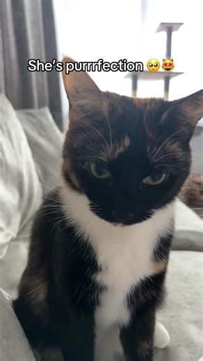 Exploring the Charm of Cats: Aurora's Purrfection