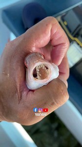 dangerous zombie fish 🫨 | True Facts