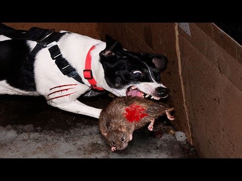 Watch How These TERRIER DOGS Protect TEXAS Farms From Invasive RATS!