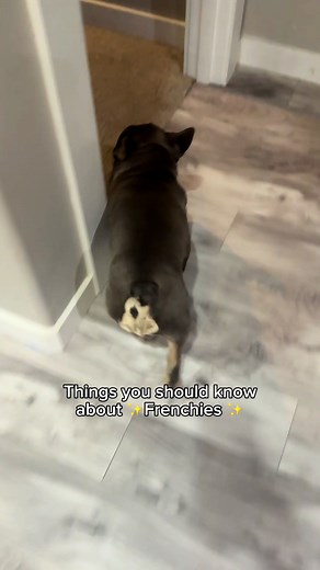 All About French Bulldog Care and Training