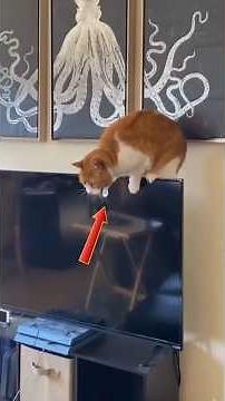 Most Embarrassing And Viral Pet Fails Ever #shorts