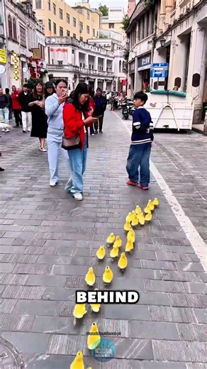 Chinese Social Media Scams Exposed 😱 Cars in Walls, Live Games & Duck Army