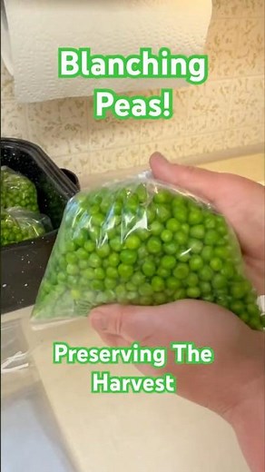 Blanching Peas! Preserving The Harvest! Using a Boiling Water Blancher! Stocking The Freezer!