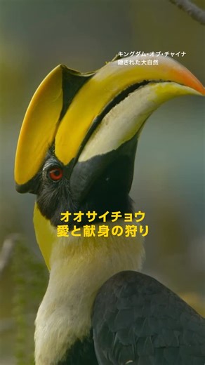 ナショナルジオグラフィック日本版 on Instagram: "外敵をシャットアウト、樹上30メートルの巣で家族を守る ナショナル ジオグラフィック(TV)「キングダム・オブ・チャイナ：隠された大自然」より @natgeotv_jp 【番組概要】 ディズニーネイチャー『ボーン・イン・チャイナ』の制作陣と、BBC・CCTVの「Wild China」シリーズのプロデューサーが再集結。 人里離れた中国の奥地を舞台に、雄大な自然と、そこに生きる希少な野生動物たちの物語を描く。 圧倒的な映像美とともに、知られざる生命の営みを捉えた珠玉の大自然ドキュメンタリー5部作。 【放送日】 2025.12.18 朝8時～ #TheHiddenKingdomsOfChina #キングダムオブチャイナ隠された大自然 #オオサイチョウ #ナショジオ #ナショナルジオグラフィック #NationalGeographic #ディズニー"