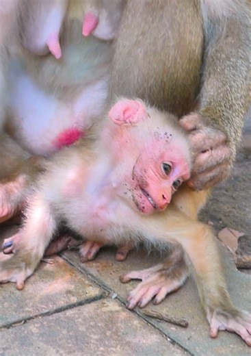 Million pity baby monkey! Mom pushing her baby monkey by angry when she tries request milk #monkey #babymonkey #cutebaby #cute #monkeys | Monkey RoJo