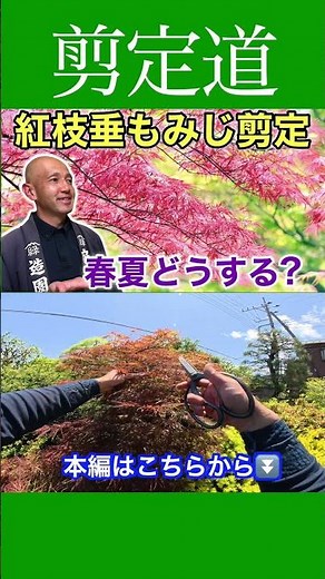 How to Prune a Weeping Japanese Maple: An Easy Guide for Beginners #PruningMethods #GardenTreeCar...