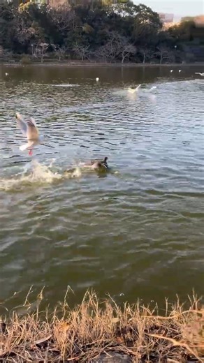 ヒドリガモの突破力（VSユリカモメ）