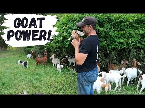 Clearing Brush With Goats